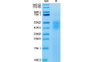 Biotinylated Human NKG2A on Tris-Bis PAGE under reduced condition.