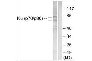 Western blot analysis of extracts from LOVO cells, using Ku70/80 Antibody . (XRCC5 anticorps  (C-Term))