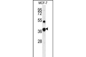 Western blot analysis of FBP1 Antibody (Center) (ABIN391577 and ABIN2841512) in MCF-7 cell line lysates (35 μg/lane). (FBP1 anticorps  (AA 125-156))