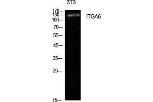 Western Blot (WB) analysis of NIH-3T3 cells using Integrin alpha6 Polyclonal Antibody. (ITGA6 anticorps  (Internal Region))