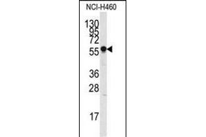Western blot analysis of anti-SIGLEC7 Pab (ABIN388428 and ABIN2837865) in NCI- cell line lysate (35 μg/lane). (SIGLEC7 anticorps  (N-Term))