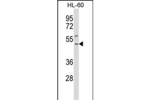 TACR1 Antibody (Center) (ABIN657820 and ABIN2846787) western blot analysis in HL-60 cell line lysates (35 μg/lane). (TACR1 anticorps  (AA 219-248))