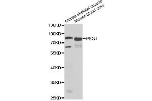 Western blot analysis of extracts of various cell lines, using PSG1 antibody. (PSG1 anticorps)