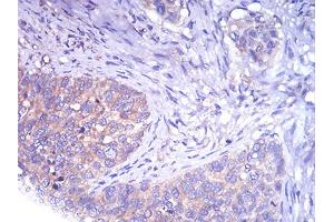 Immunohistochemistry (IHC) image for anti-TH (AA 44-208) antibody (ABIN5858376) (TH anticorps  (AA 44-208))