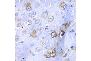 Immunohistochemistry of paraffin-embedded mouse brain using RPS3A Antibody (ABIN5973489) at dilution of 1/100 (40x lens). (RPS3A anticorps)