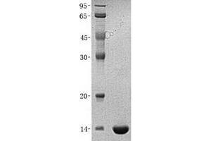 Validation with Western Blot