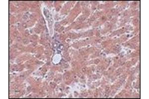 Immunohistochemistry of JMJD5 in rat liver tissue with this product at 2. (JMJD5 anticorps  (C-Term))