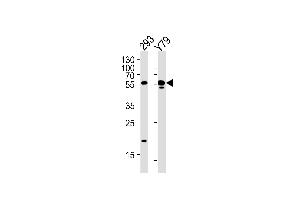 ALDH1A3 Antibody (N-term) (ABIN392316 and ABIN2841966) western blot analysis in 293,Y79 cell line lysates (35 μg/lane). (ALDH1A3 anticorps  (N-Term))
