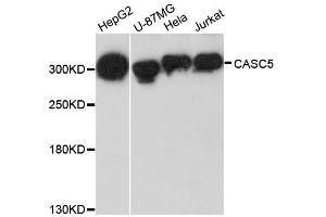 Western blot analysis of extracts of various cell lines, using CASC5 antibody. (CASC5 anticorps  (AA 1-300))