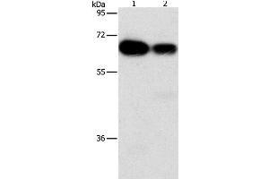 Western Blot analysis of Hela and K562 cell using ARHGEF5 Polyclonal Antibody at dilution of 1:1150 (ARHGEF5 anticorps)