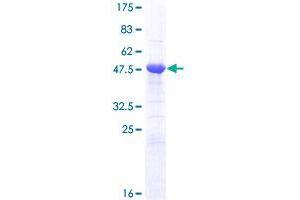 Image no. 1 for Apolipoprotein B mRNA Editing Enzyme, Catalytic Polypeptide-Like 2 (APOBEC2) (AA 1-224) protein (GST tag) (ABIN1345344)