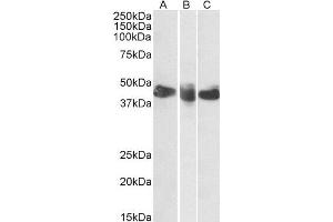 ABIN2561702 (0. (CD27 anticorps  (AA 161-175))