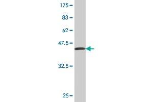 Western Blot detection against Immunogen (37. (CES2 anticorps  (AA 514-621))