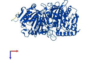 AlphaFold protein structure predicition of Mouse Recombinant Pck1 Protein, UniprotID Q9Z2V4