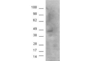 Image no. 2 for anti-Cannabinoid Receptor 1 (CNR1) (Internal Region) antibody (ABIN374611) (CNR1 anticorps  (Internal Region))