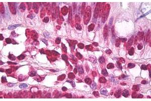Anti-H3F3A antibody IHC staining of human small intestine.