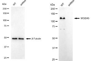 Western blotting analysis using MGEA5 antibody (ABIN7799372).