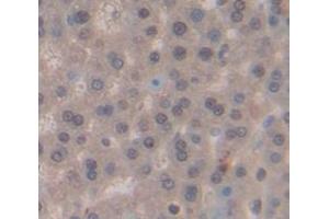 IHC-P analysis of Rat Tissue, with DAB staining. (NEK2 anticorps  (AA 137-400))