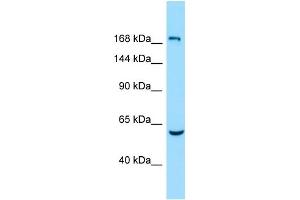 WB Suggested Anti-EPB41L4B Antibody Titration: 1. (EPB41L4B anticorps  (Middle Region))