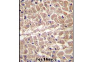 anti-Tripartite Motif Containing 11 (TRIM11) (AA 300-329), (C-Term) antibody