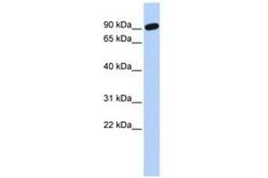 Image no. 1 for anti-Zinc Finger Protein 132 (ZNF132) (AA 216-265) antibody (ABIN6740435) (ZNF132 anticorps  (AA 216-265))