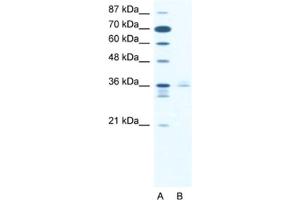 Western Blotting (WB) image for anti-LIM Homeobox 3 (LHX3) antibody (ABIN2460468) (LHX3 anticorps)