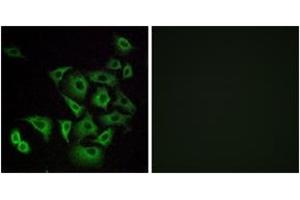 Immunofluorescence (IF) image for anti-Olfactory Receptor, Family 4, Subfamily K, Member 14 (OR4K14) (AA 261-310) antibody (ABIN2891011) (OR4K14 anticorps  (AA 261-310))