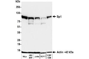 Western Blotting (WB) image for anti-Sp1 Transcription Factor (SP1) (AA 250-300) antibody (ABIN7795787)