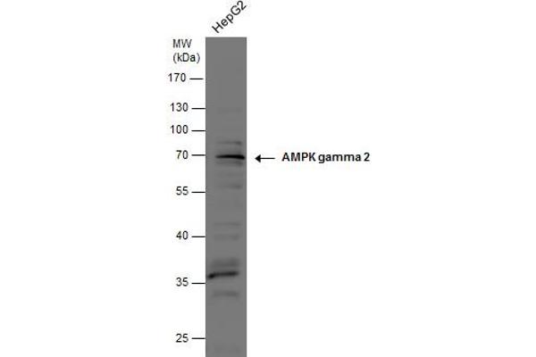 PRKAG2 anticorps  (full length)