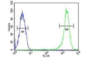 Caspase-3 antibody flow cytometric analysis of CEM cells (right histogram) compared to a negative control cell (left histogram).