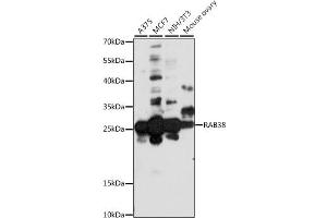 Western blot analysis of extracts of various cell lines, using R antibody (ABIN7269808) at 1:1000 dilution. (RAB38 anticorps  (AA 92-211))