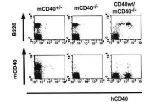 Flow Cytometry (FACS) image for anti-CD40 (CD40) (Extracellular Domain) antibody (FITC) (ABIN2451935)