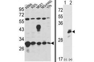 Image no. 1 for anti-Endoplasmic Reticulum Protein 29 (ERP29) (Middle Region) antibody (ABIN452974) (ERP29 anticorps  (Middle Region))