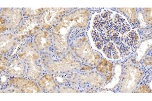 Detection of FTH in Human Kidney Tissue using Monoclonal Antibody to Ferritin, Heavy Polypeptide (FTH) (FTH1 anticorps  (AA 1-183))