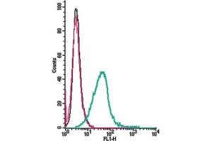 Cell surface detection of TRPV2 by indirect flow cytometry in live intact mouse  microglia cells: + goat-anti-rabbit-FITC.