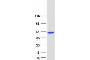 Validation with Western Blot
