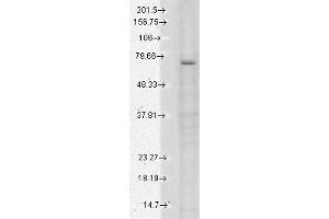 Western Blot analysis of Human Cell lysates showing detection of TrpV3 protein using Mouse Anti-TrpV3 Monoclonal Antibody, Clone N15/4 (ABIN361778). (TRPV3 anticorps  (AA 774-791))