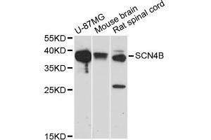 Western blot analysis of extracts of various cell lines, using SCN4B antibody (ABIN5971181) at 1/1000 dilution. (SCN4B anticorps)