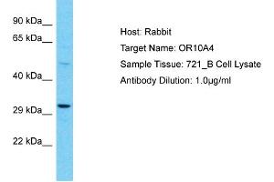 Host: Rabbit Target Name: OR10A4 Sample Type: 721_B Whole Cell lysates Antibody Dilution: 1. (OR10A4 anticorps  (C-Term))