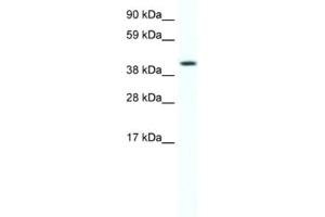 Western Blotting (WB) image for anti-Forkhead Box F1 (FOXF1) antibody (ABIN2461466)