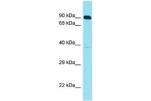 Host: Rabbit Target Name: C10orf120 Sample Type: HepG2 Whole Cell lysates Antibody Dilution: 1. (C10ORF120 anticorps  (C-Term))
