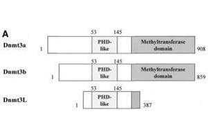 Image no. 2 for anti-DNA (Cytosine-5-)-Methyltransferase 3 Like (TRDMT1) (AA 150-175) antibody (ABIN129584)