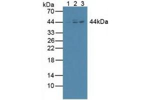 Figure. (Inhibitory Subunit of NF kappa B beta (AA 85-332) anticorps)
