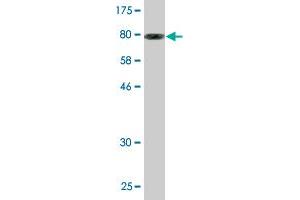 Western Blot detection against Immunogen (87. (CCT8L2 anticorps  (AA 1-557))