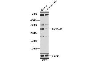 Western blot analysis of extracts from normal (control) and SLC25 knockout (KO) 293T cells, using SLC25 antibody (ABIN7270436) at 1:1000 dilution. (SLC25A22 anticorps  (AA 128-188))