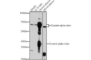 Western blot analysis of extracts of various cell lines, using Clusterin alpha chain antibody (ABIN6133478, ABIN6138757, ABIN6138759 and ABIN6217494) at 1:1000 dilution. (Clusterin anticorps  (AA 220-449))