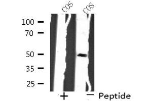 Western blot analysis of extracts from COS cells, using SH3GLB2 antibody. (SH3GLB2 anticorps  (C-Term))
