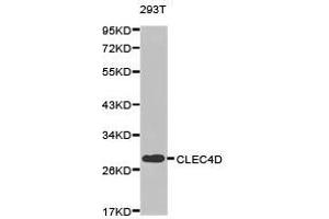 Western Blotting (WB) image for anti-C-Type Lectin Domain Family 4, Member D (CLEC4D) antibody (ABIN1871910)