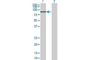 Western Blot analysis of FBXO30 expression in transfected 293T cell line by FBXO30 MaxPab polyclonal antibody.