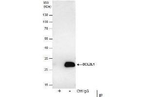 IP Image Immunoprecipitation of Bcl-X protein from HCT-116 whole cell extracts using 5 μg of Bcl-X antibody, Western blot analysis was performed using Bcl-X antibody, EasyBlot anti-Rabbit IgG  was used as a secondary reagent.